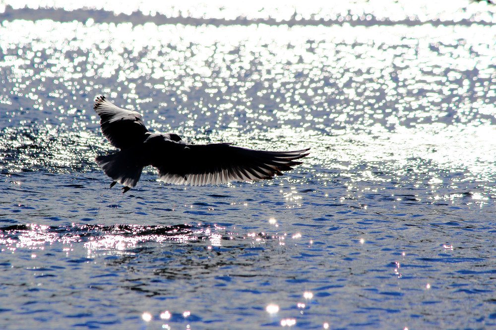 Photograph by Tamás Sineger