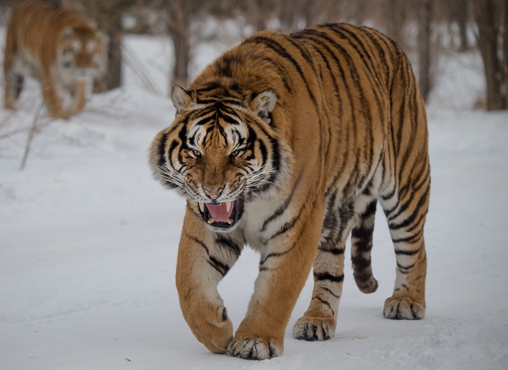 Фотография автора Maurice Leung