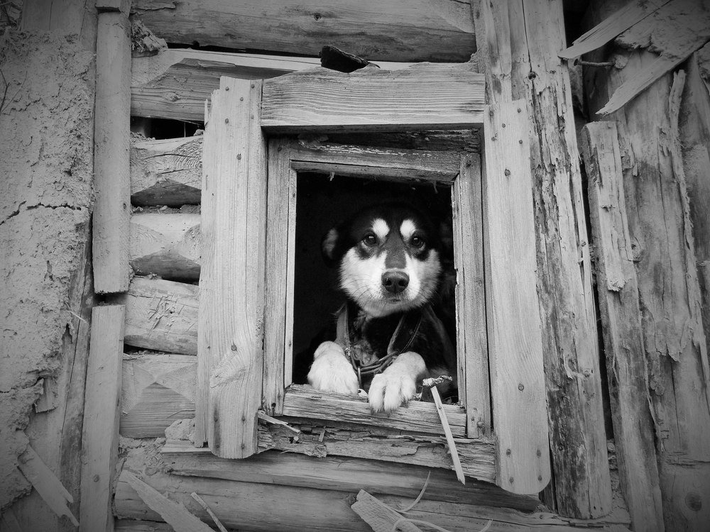 Photograph by Алла КОНАРЕВА