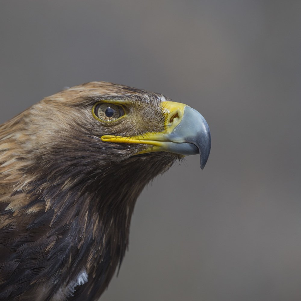 Photograph by Анатолий Макоедов