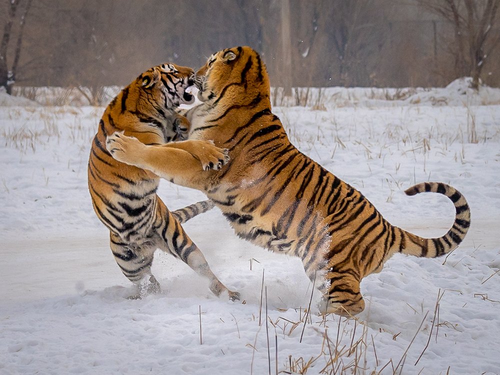 Siberian tigers ---who's the boss