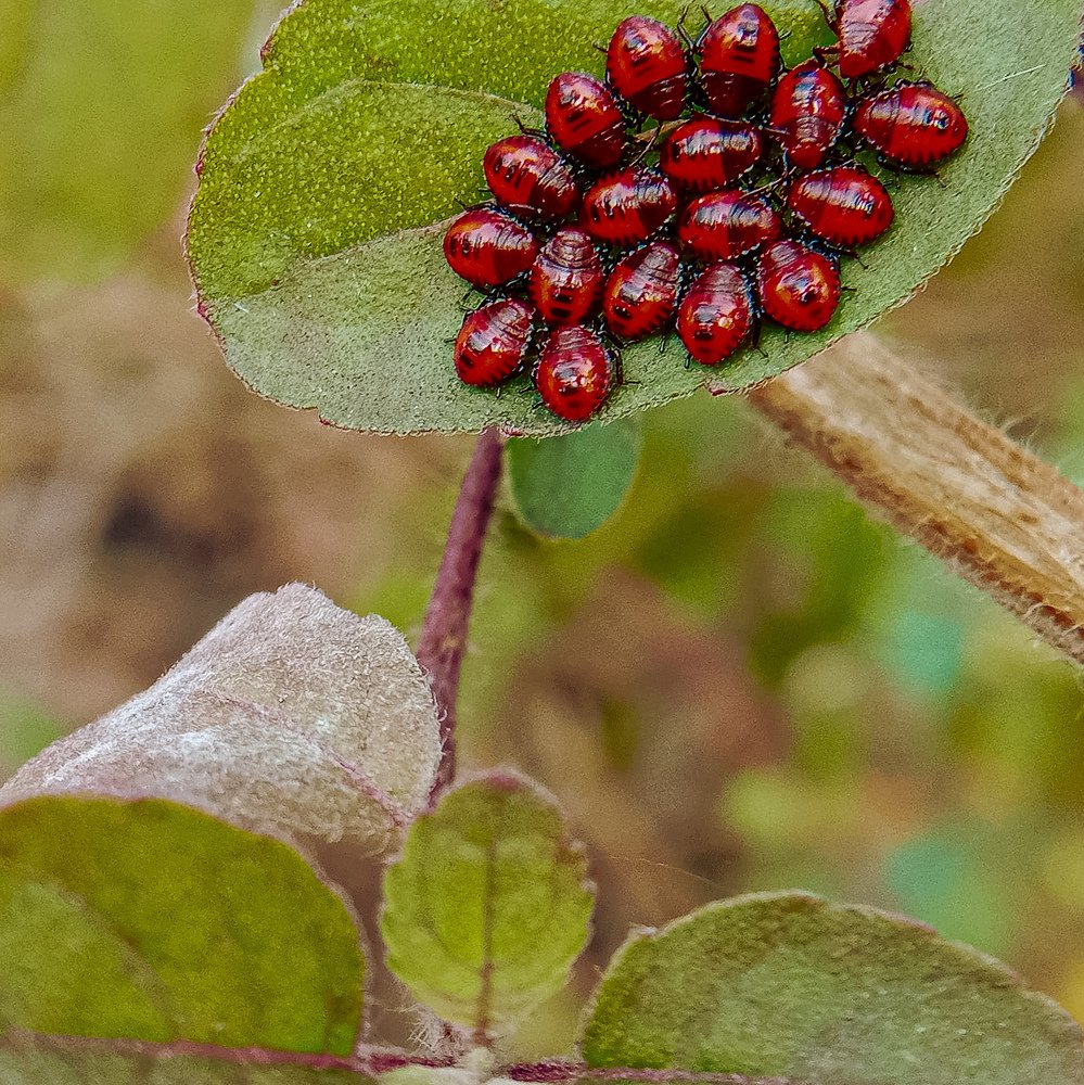 Photograph by Basudev bacha