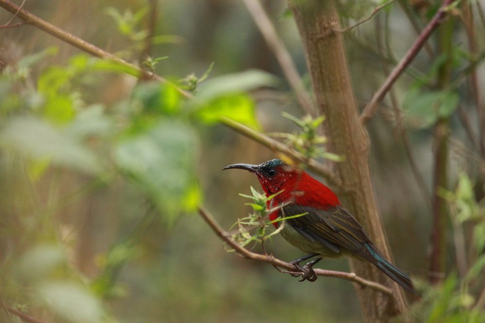 Photograph by Sourav Mahant