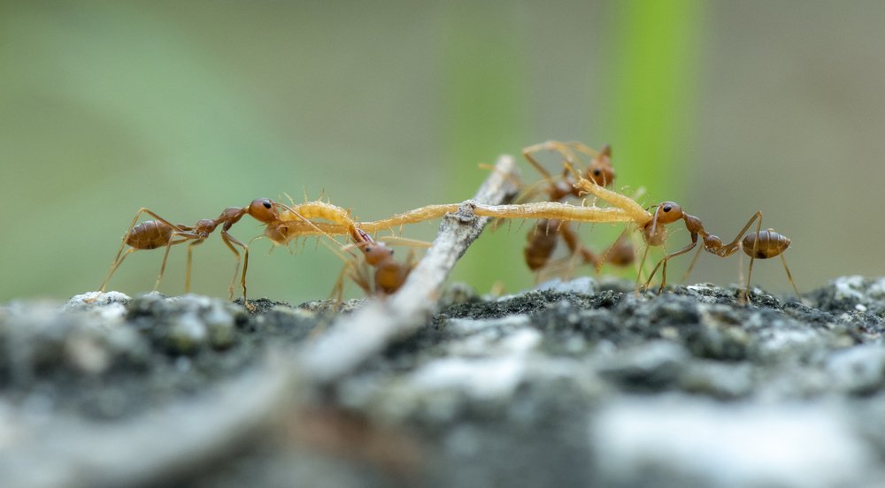 Photograph by Jawahar Jayabal