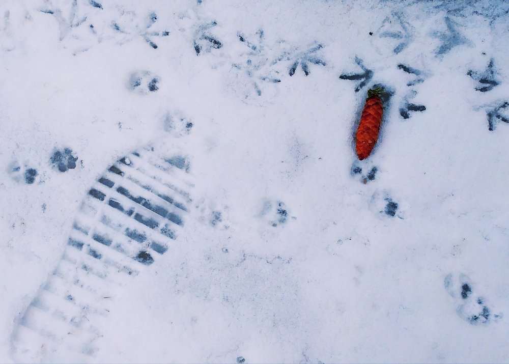 Новая жизнь