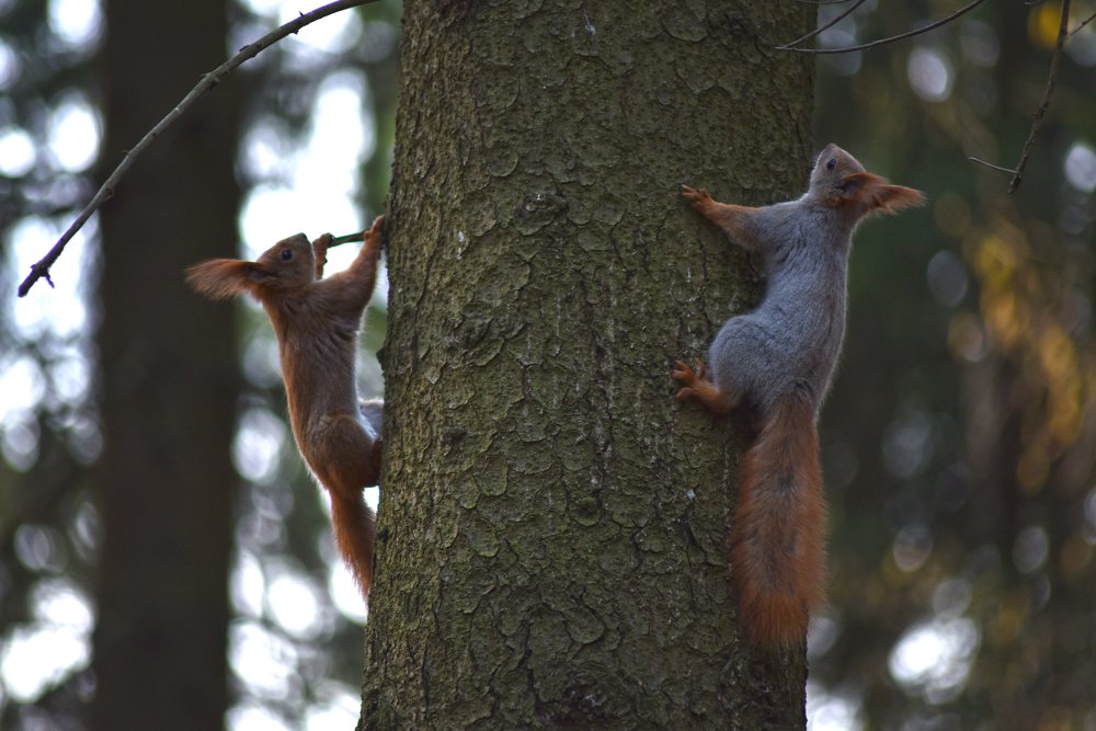 Фотография автора Коротков Алексей