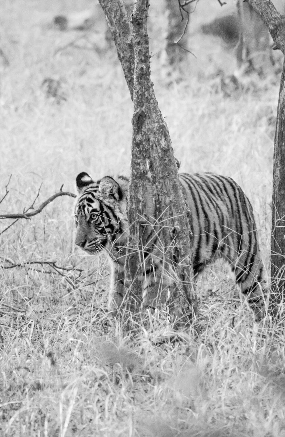 The little tiger