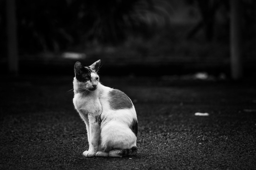 Stray Cat