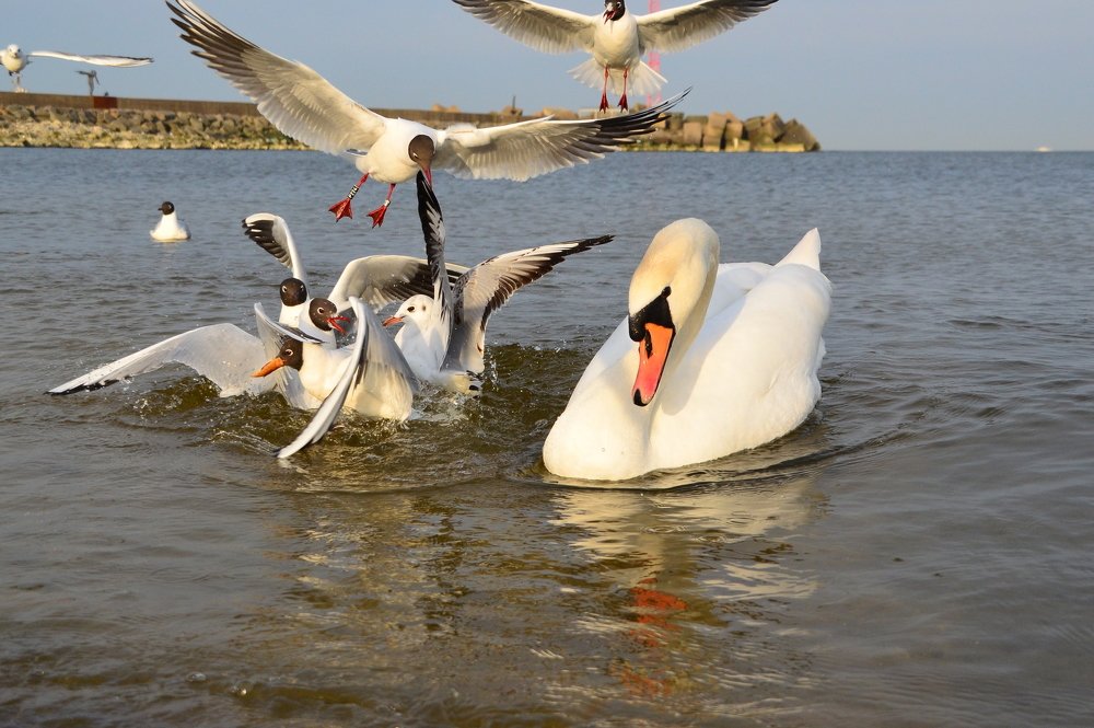 Photograph by Galina Baranovskaja