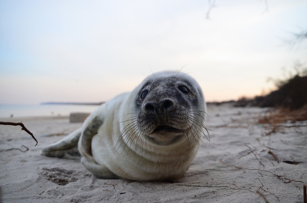 Photograph by Galina Baranovskaja