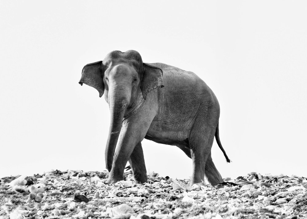 Wild Elephant eating Garbage