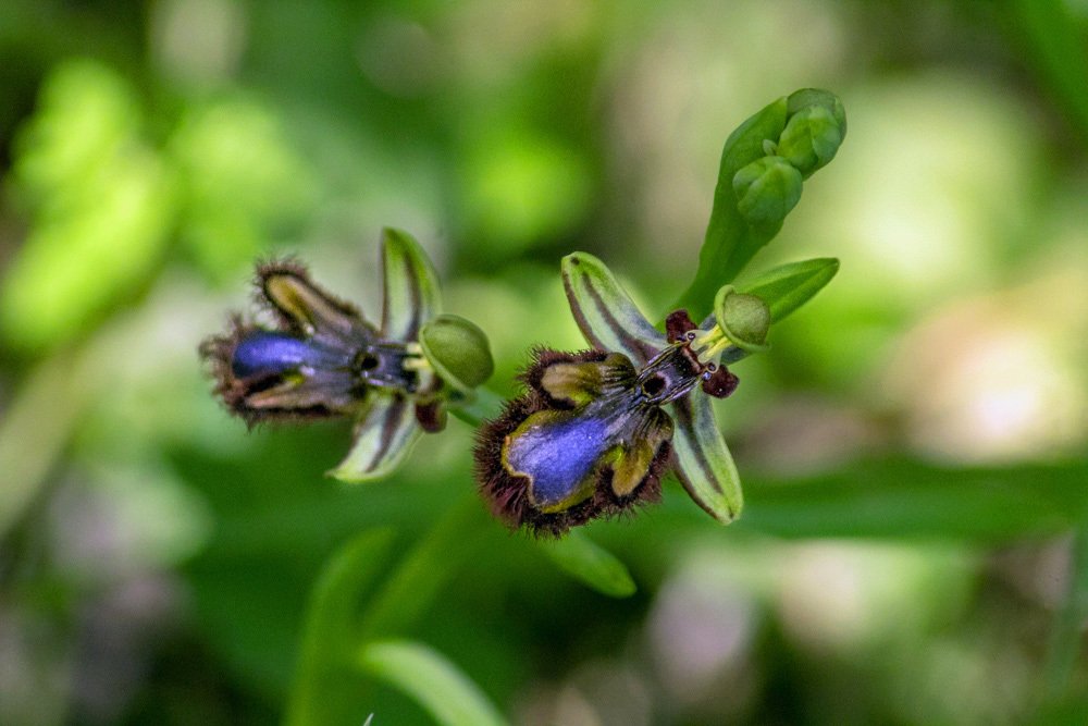 Фотография автора Ismail SAIDI