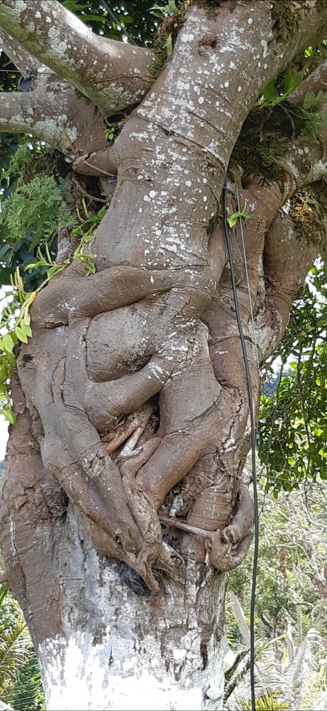 El Árbol del Amor