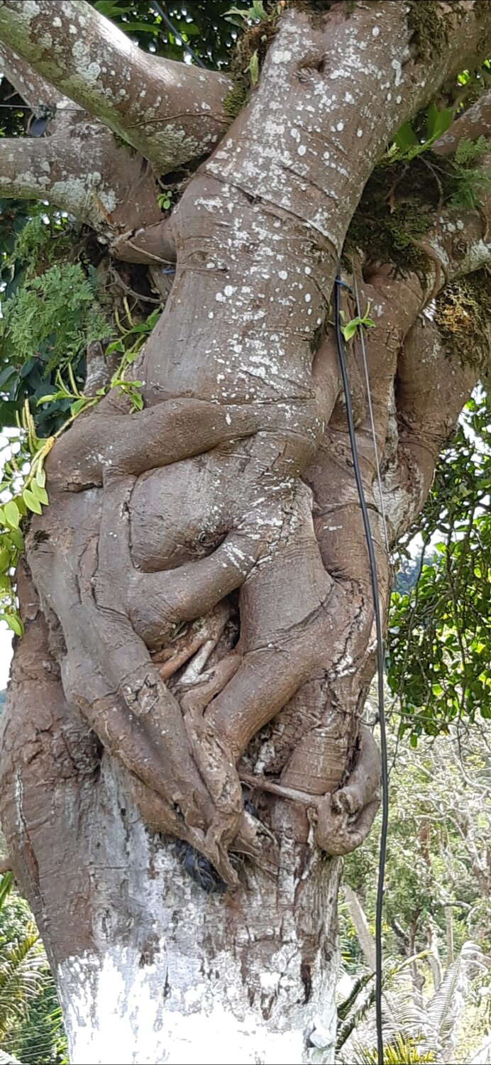 El Árbol del Amor