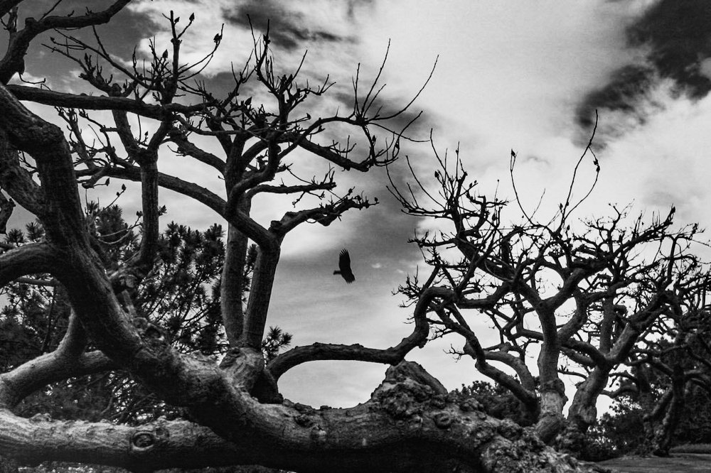 Photograph by Jed Gallimore