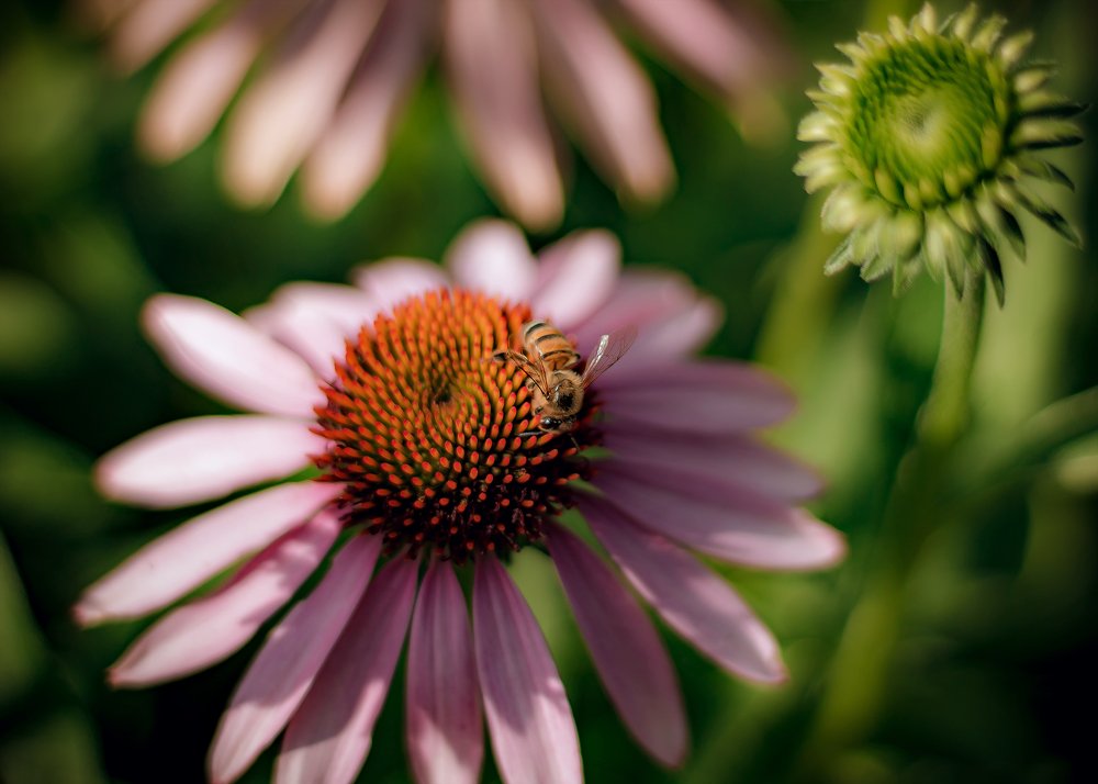 Фотография автора Jean Carlo Zickwolf Belato