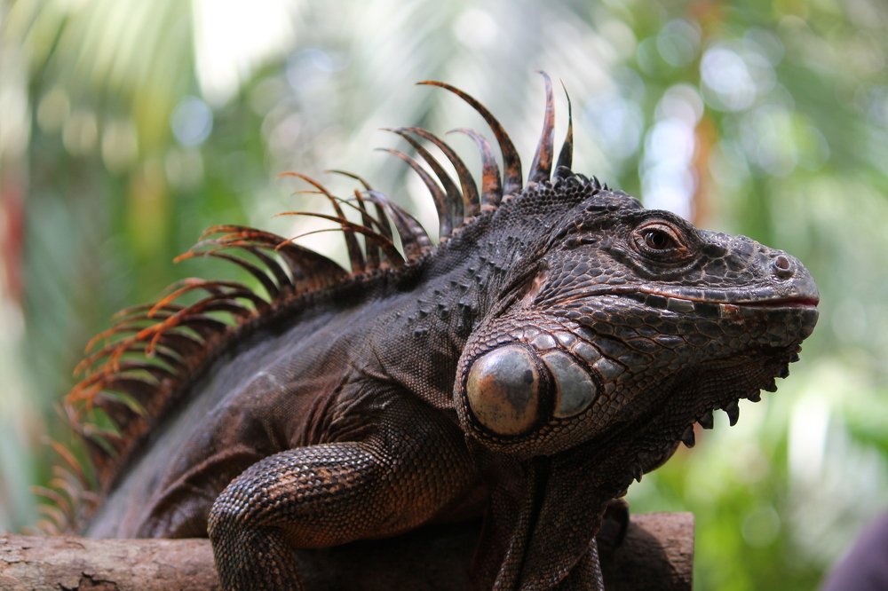 The Majestic Iguana sp.