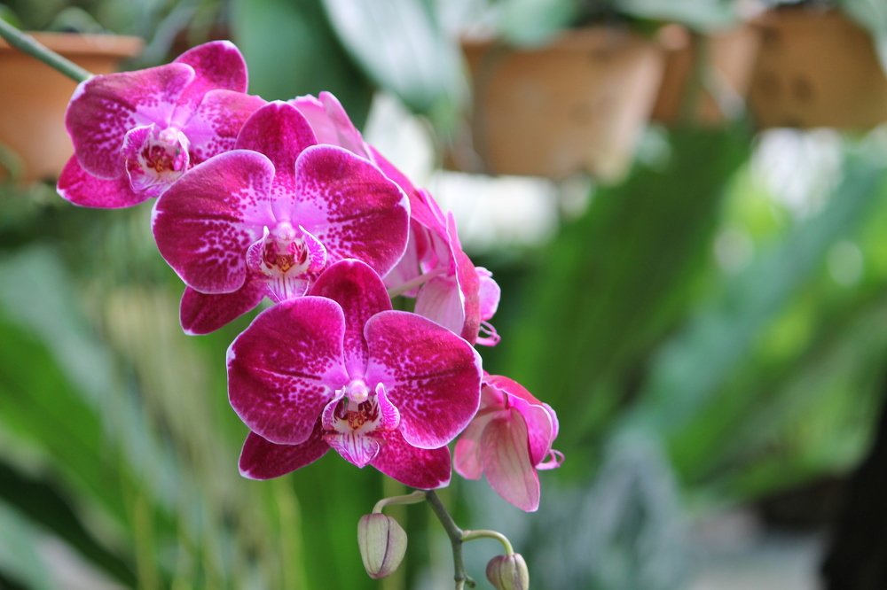 The Bloom of a Phalaenopsis sp.