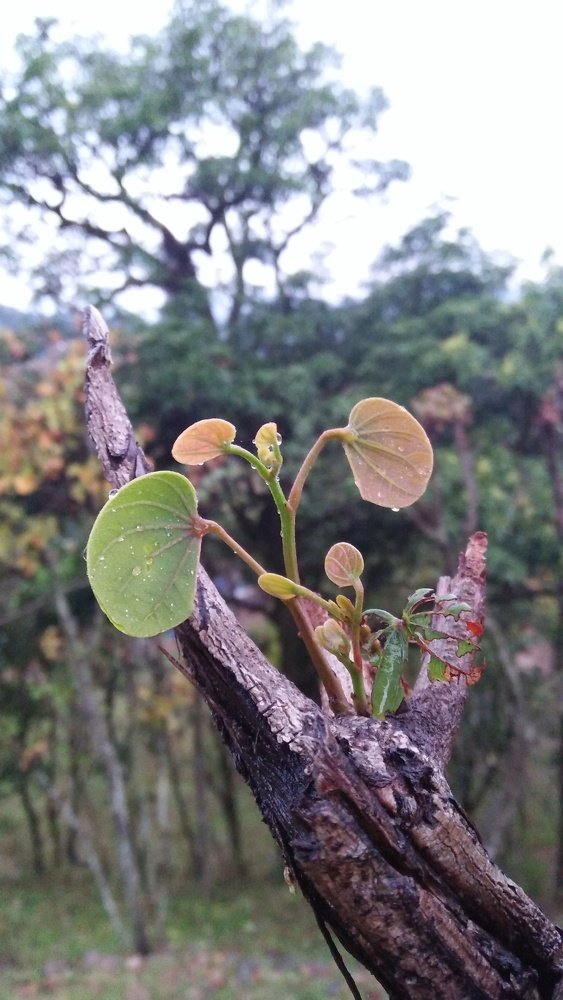 Photo #4493062
