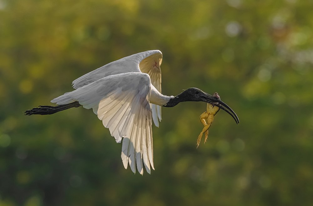 Black headed ibis with a bull frog catch