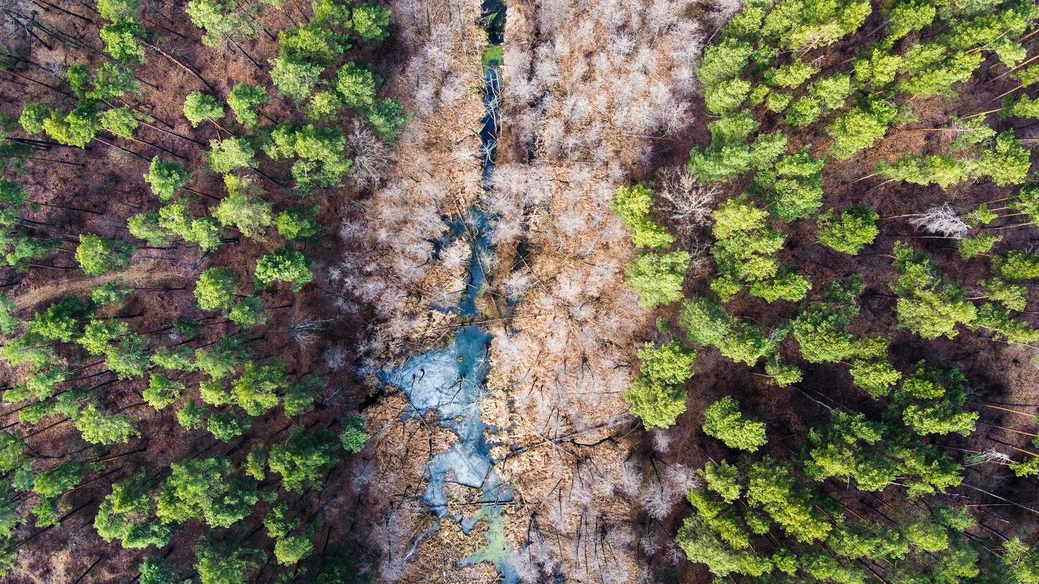 Лесная река