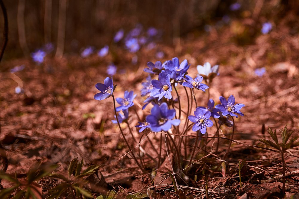 Photograph by Игорь Камов