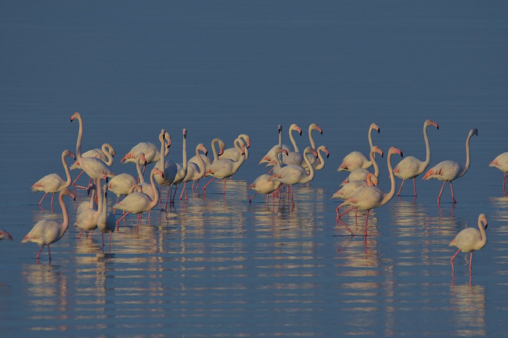 Migrating Flamingo in Kuwait