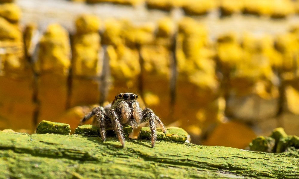 Photograph by Ольга Линк