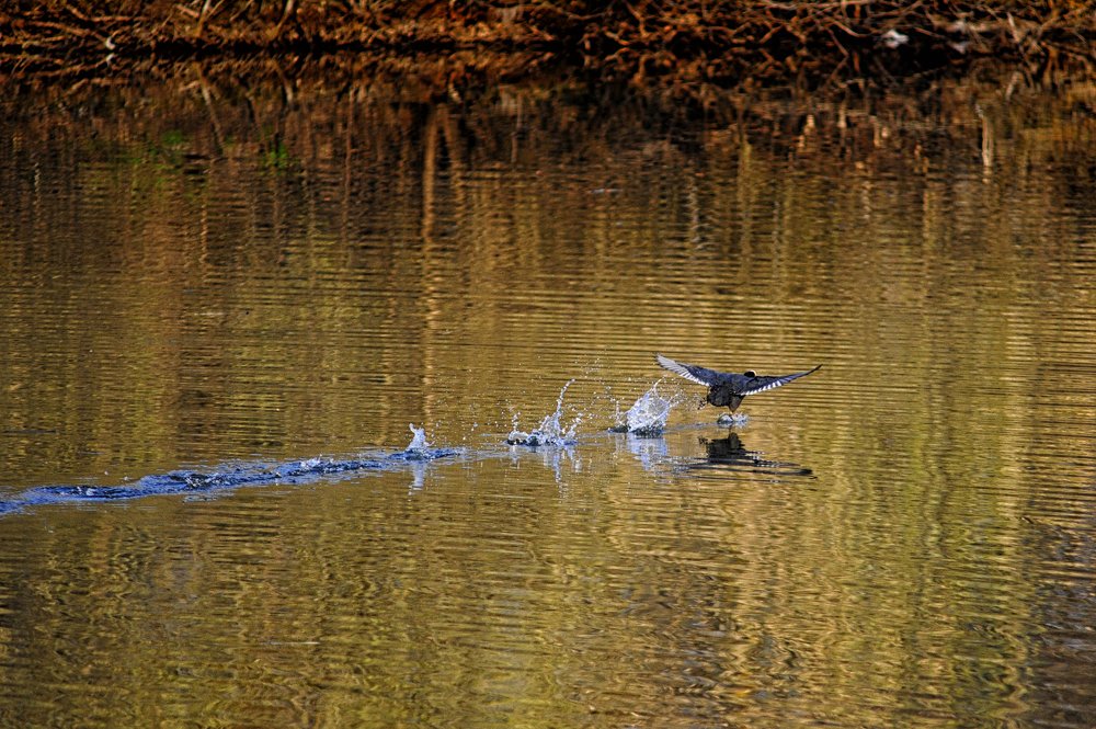 Фотография автора Старостин Дмитрий