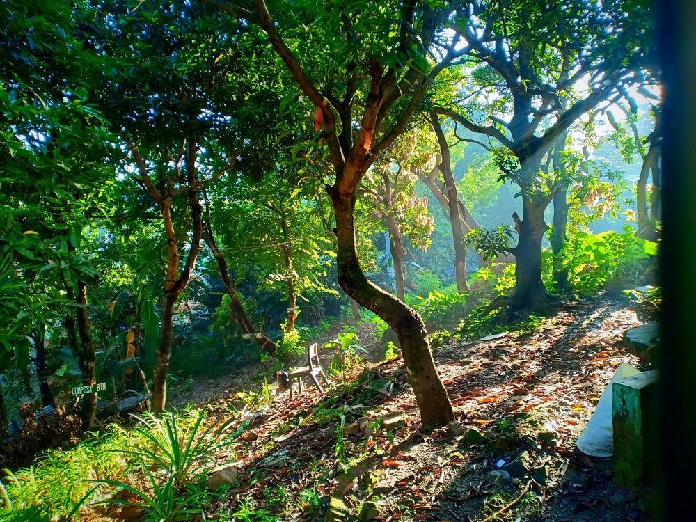 Amparo High School Mini-Forest Park and Nature