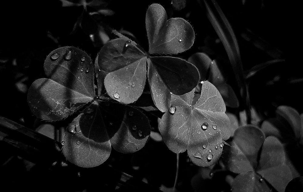 Photograph by Cezar Soares