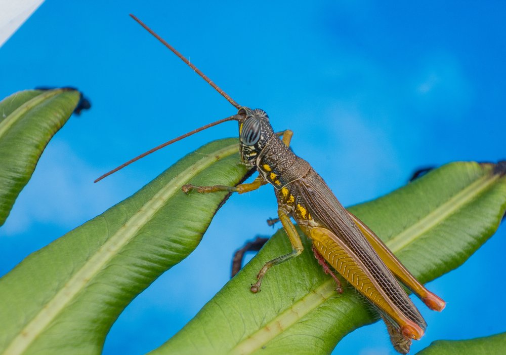 Photograph by Rodolfo Almeida