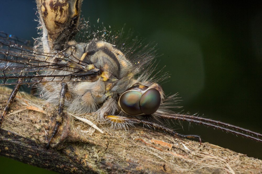 Photograph by Rodolfo Almeida