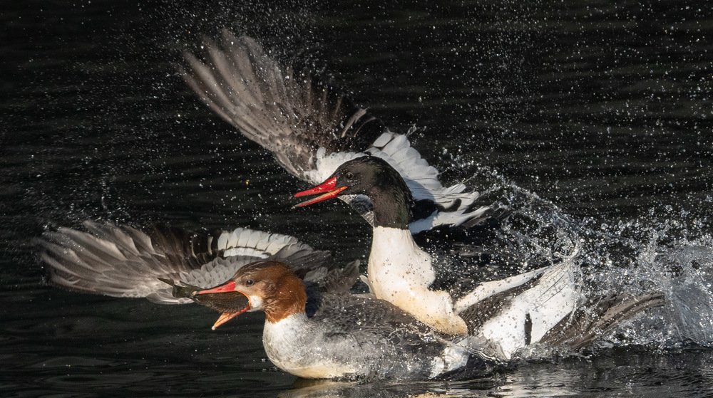 Photograph by christian sévigny