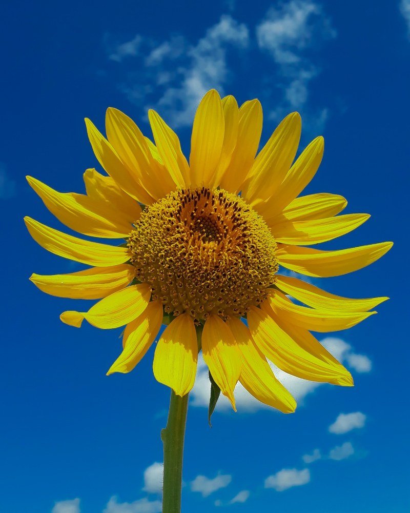 Beauty of flowers