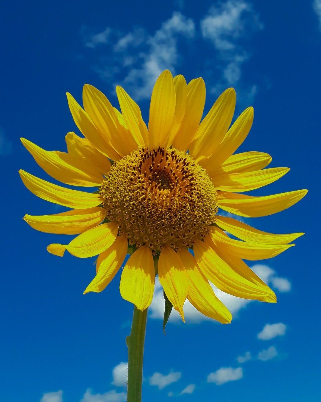 Beauty of flowers