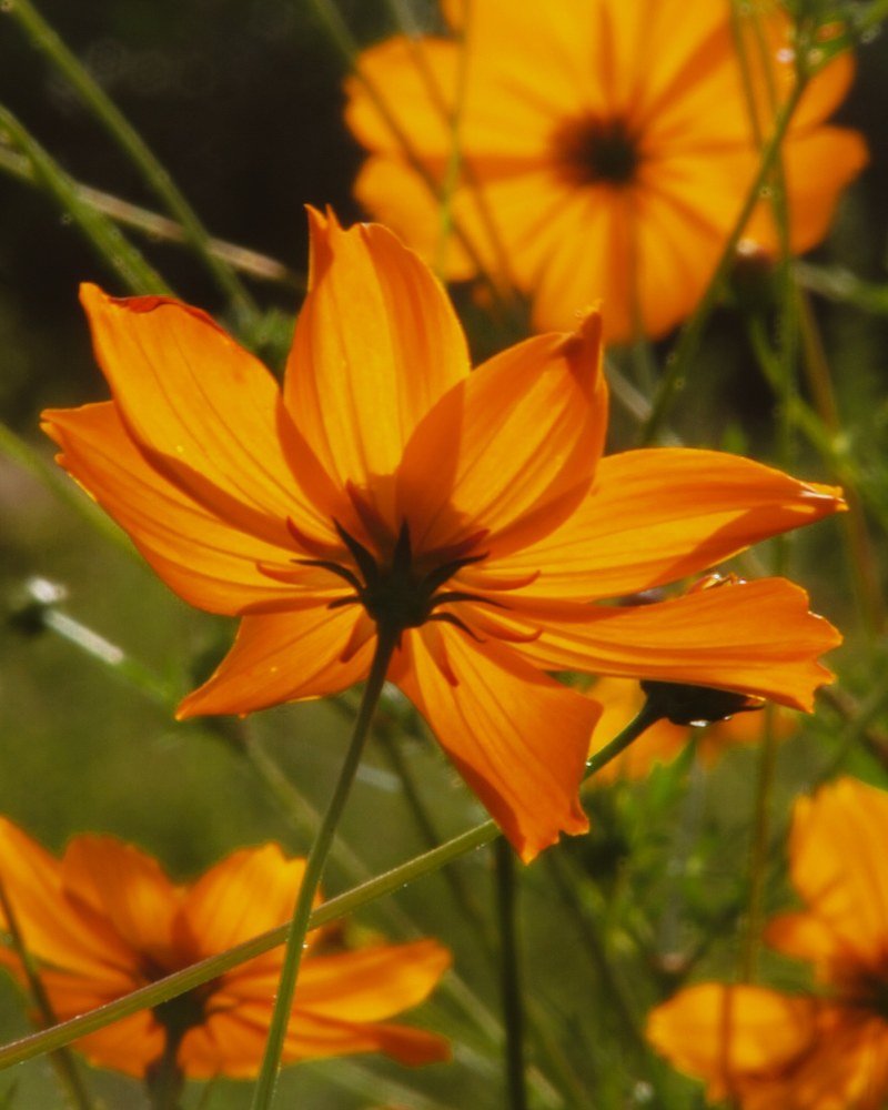 Beauty of flowers