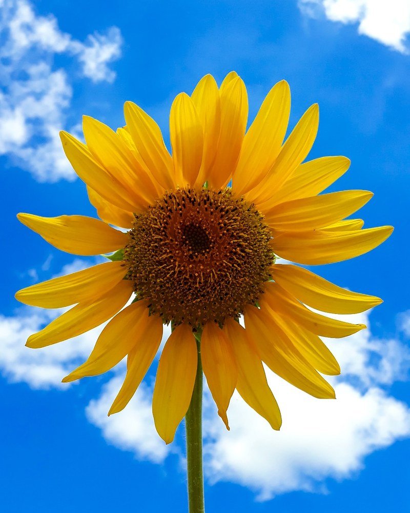 Beauty of flowers