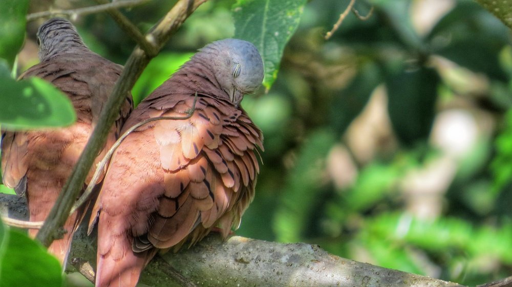 Фотография автора Marco Túlio