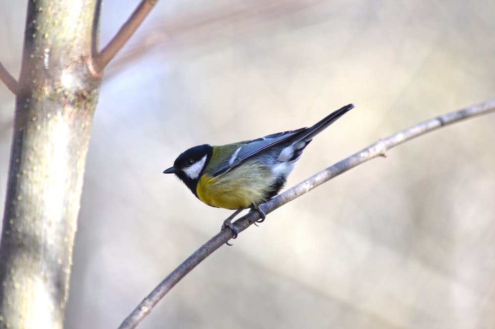 Photograph by Коротков Алексей