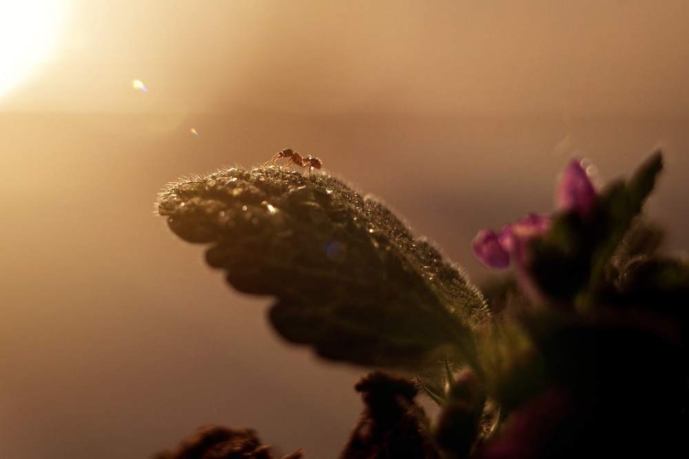 Photograph by Ирина Чиж