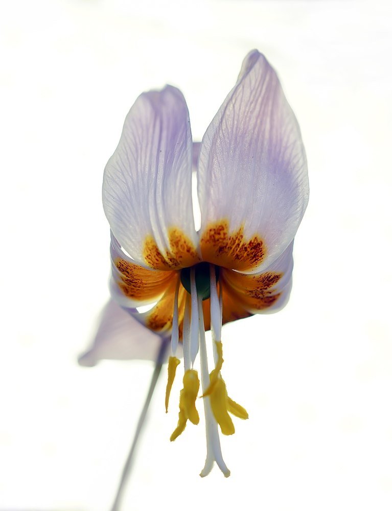 Photograph by Сергей Прокофьев