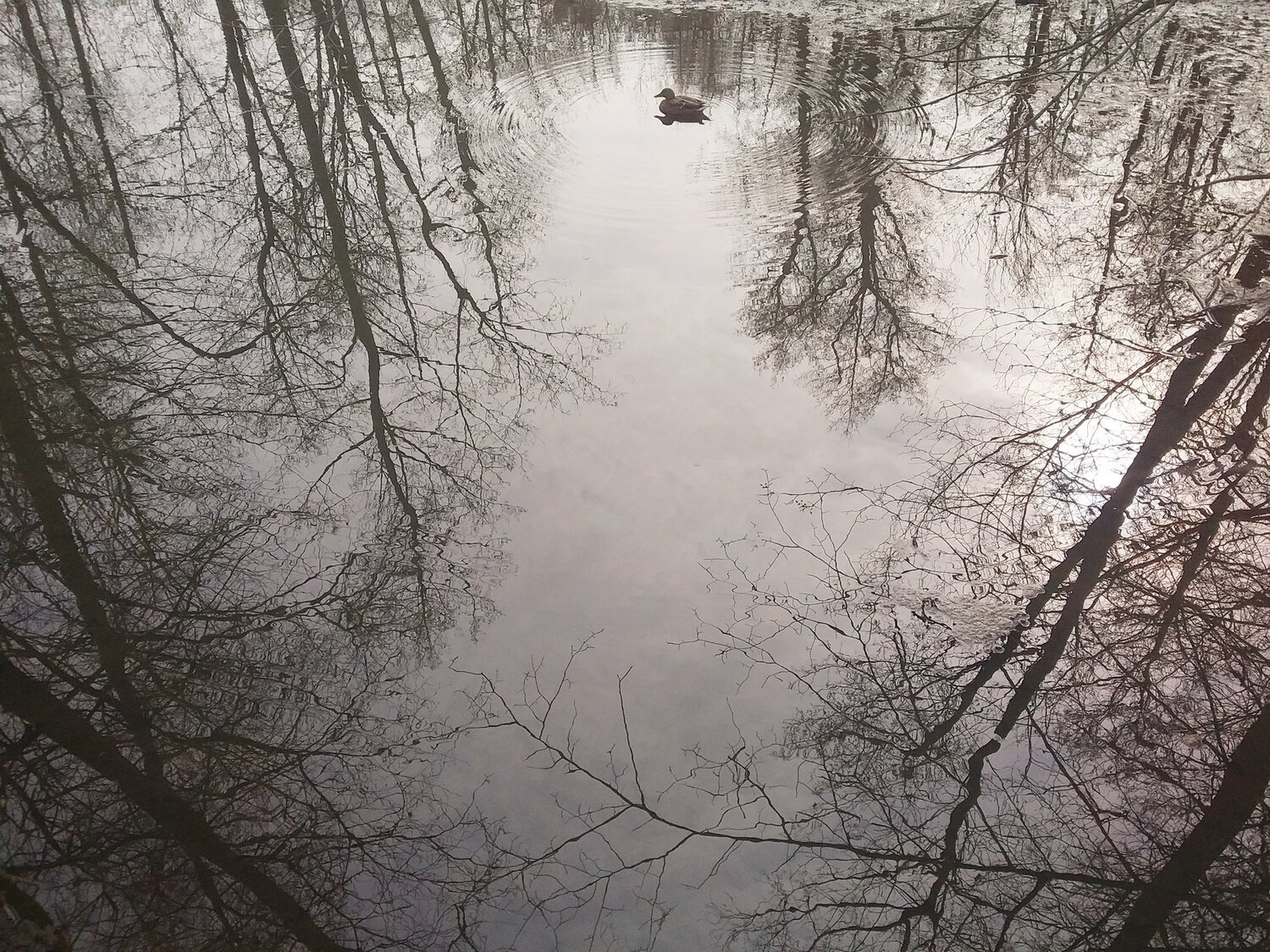 Photo #4494899