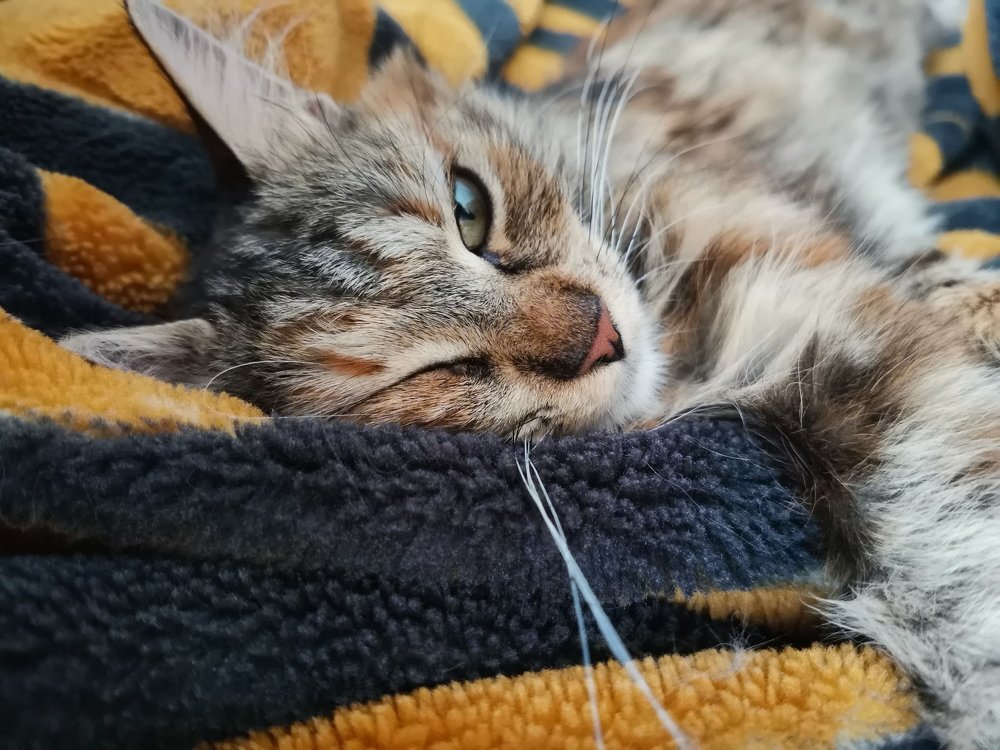 Фотография автора Ян Пчельников