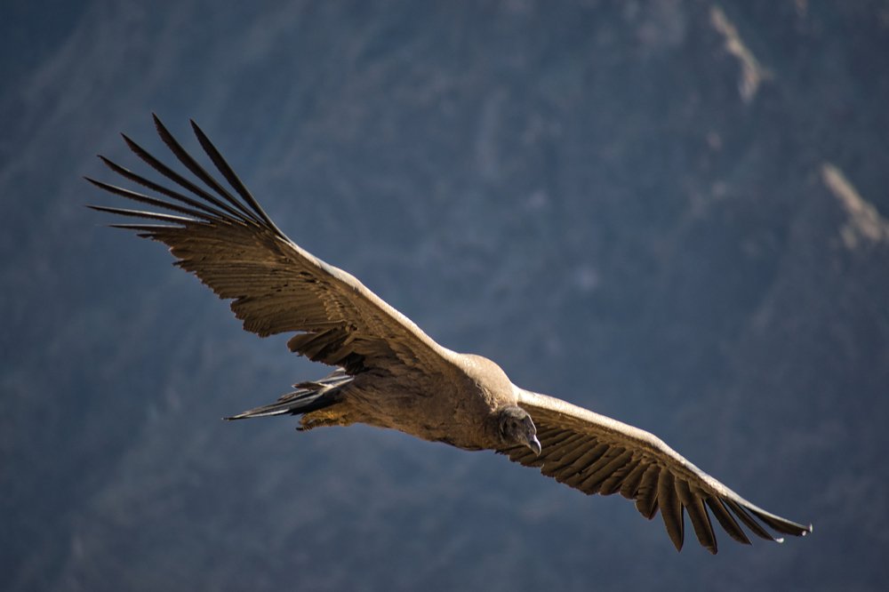 Photograph by Michael Kryvenchuk