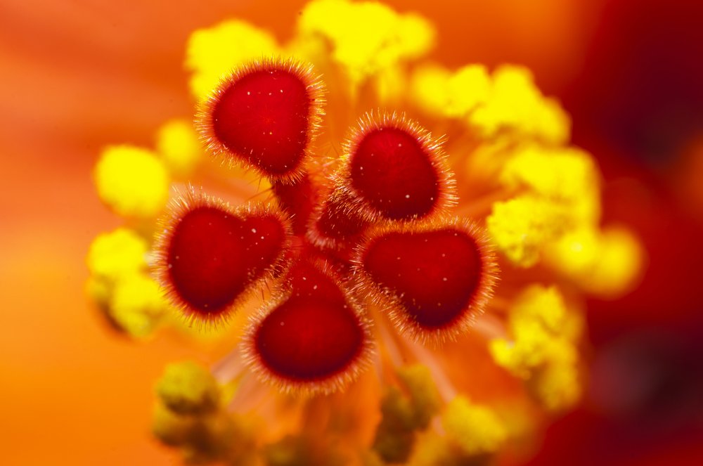 Photograph by Hector Cuestas Venegas