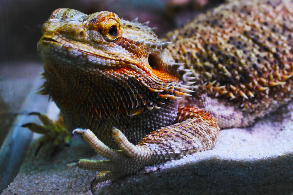 Photograph by Anna Lisovskaia