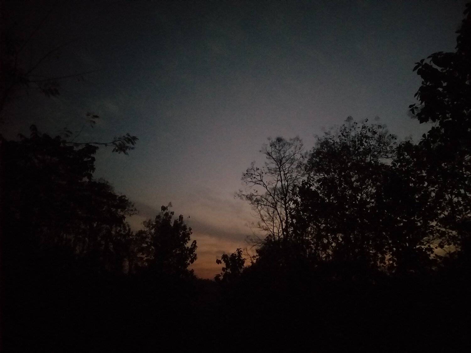 Night trees view