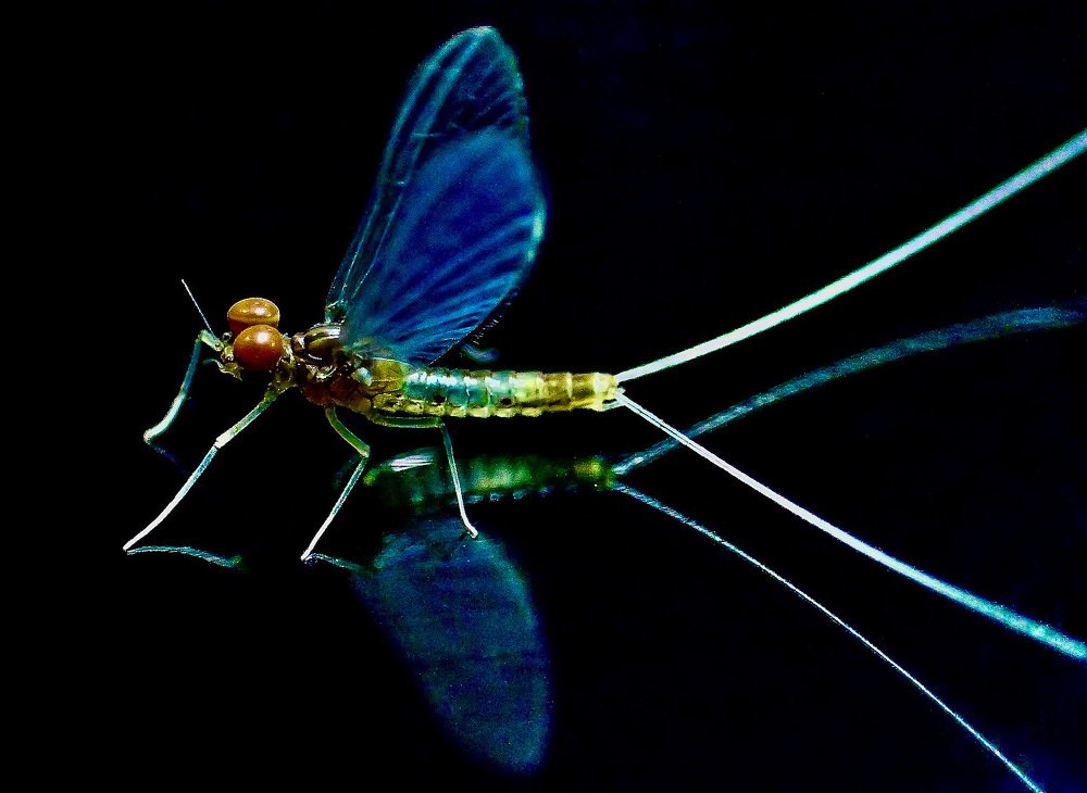 Welcome Mayfly