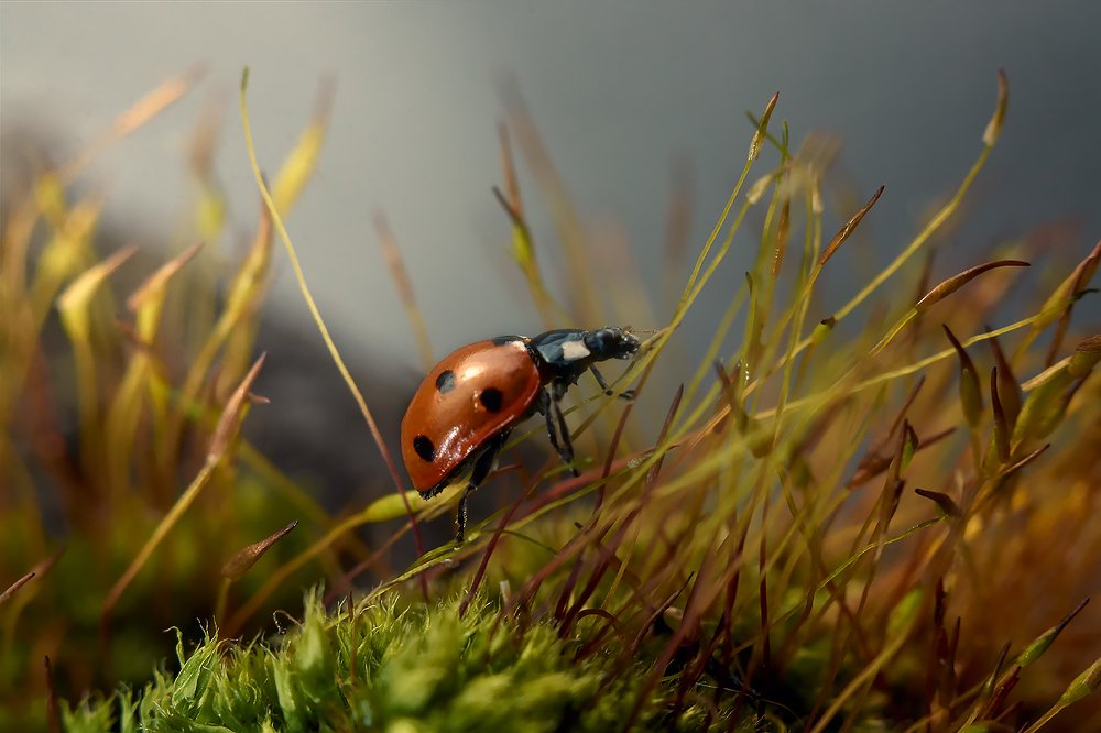 Photograph by Екатерина Бокова